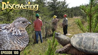 DISCOVERING EPISODE 100  YCC Snapper Trapping amp Bird Season Preview [upl. by Nnahsal]