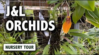 JampL Orchids Nursery Tour  Dracula Masdevallia Pleurothallis amp Miniature Orchids in Bloom [upl. by Atinaj]