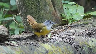 Yellowbellied Bulbul [upl. by Girovard436]