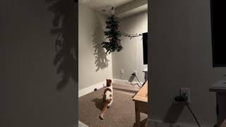 Cat Jumps Onto Hanging Christmas Tree  1383618 [upl. by Mcconaghy]