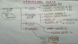 Abdominal Aorta Branches  Part 1  Anterior Posterior Medial and Terminal Branches [upl. by Aikat956]