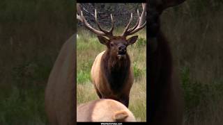 Magnificent Bull Elk Bugling and Courting During Rut [upl. by Jepum65]