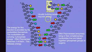 DNA Replication [upl. by Tibbitts104]