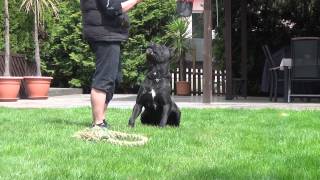 Cane Corso Wurfplanung Alice amp Paolo [upl. by Ramso591]