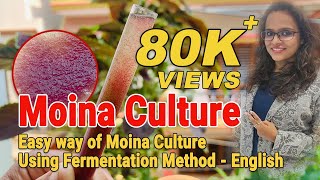 how to culture Moina live fish feed Easy way of Moina Culture Using Fermentation Method  English [upl. by Marigold]