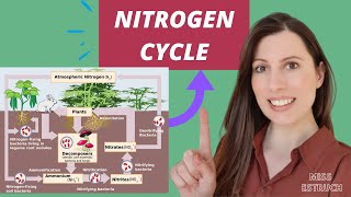 NITROGEN CYCLE A level biology AQA Saprobionts nitrogenfixing ammonification amp nitrification [upl. by Erida]