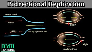 Eukaryotic DNA Replication Animation  Formation of Initiation complex [upl. by Hanyaz]