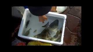 Ikan Tudung Periuk at Bedok Jetty [upl. by Celisse]