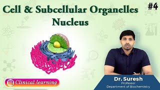 4 Cell amp Subcellular Organelles  NUCLEUS [upl. by Akihsat11]