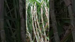 sugarcanejuicewithoutsugarcane farming sugarcanejuice agriculture pleasesubscribe sugarcane [upl. by Lajes]