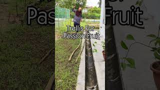 Diy Trellis For Passion Fruit [upl. by Acnaiv173]