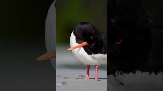 Oystercatcher  Austernfischer birding birdshorts bird nature germany [upl. by Ethan]