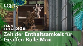 Frauenheld außer Dienst Langfolge 306  Elefant Tiger amp Co  ARD [upl. by Einnep]