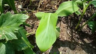 131 Banany z nasion musa balbisiana ensete glaucum musa yunnanensis [upl. by Ursel]