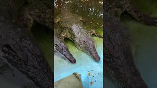 Crocodile 🐊 crocodile crocodiles wildanimals wildlife petsvlog minivlog ytshorts shorts [upl. by Gittel]