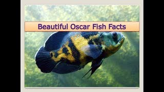 Oscar Fish Astronotus ocellatus Facts [upl. by Chemash462]