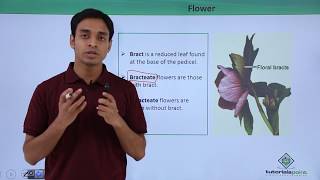 Class 11th – Flower – Introduction  Morphology of Flowering Plants  Tutorials Point [upl. by Johnnie37]