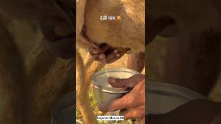 देसी चाय 😍।khetchaitea rajasthanyoutubeshorts shortsmarwadifoodculture desireelsgotdudh [upl. by Edin]