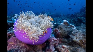 Raja Ampat Underwater Video 2023  SCUBA Diving Cruise with Mermaid Liveaboards [upl. by Longley]