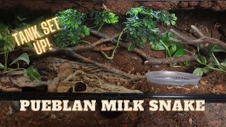 Pueblan Milk Snake Enclosure Build [upl. by Urial]