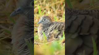 Turtledove sitting in the bush turtledove wilddoves wildlife [upl. by Liahcim]