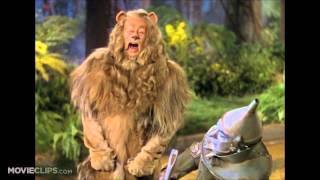 Cowardly Lion Growl Compilation [upl. by Alvis]