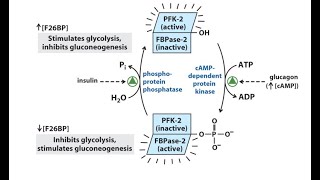 Regolazione della PFK1 e PFK2 [upl. by Placido]