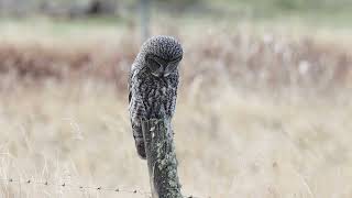 A great gray owl listening for voles [upl. by Niaz]