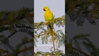 Roseringed parakeet photography wildlife canonr6markii canon youtubeshort bird [upl. by Johns]