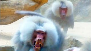 15 Baboons And Monkeys Being Hunted By Hungry Predators [upl. by Ahsemot]