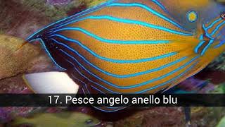 Il pesce più bello del mondo [upl. by Ecirtap]