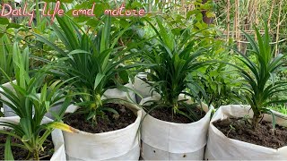 How To Grow Your Own Pandan  Growing Pandan Grass  How To Grow Pandan Plant from cutting at Home [upl. by Ingra]