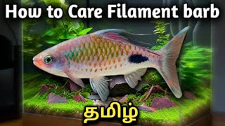 How to Care Filament barb  Dawkinsia filamentosa  Tamil [upl. by Redd]