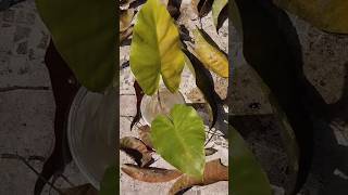 How to grow and care Colocasia Esculenta shorts colocasia youtubeshorts gardening [upl. by Bram]