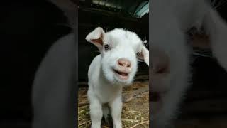 Funny Goat 🐐🐐goat goatbreeds adorable shorts [upl. by Tiersten873]