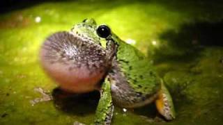 GrayGrey treefrog Hyla versicolor calling Video [upl. by Winne907]