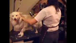 ConairPro for Pets  How to groom your pet [upl. by Acinomad]