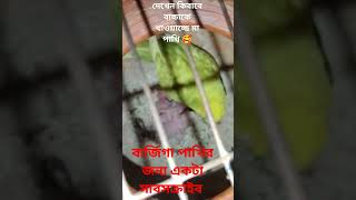 মা পাখিটি কিবাবে তার বাচ্চাকে খাওয়াচ্চে jactok বাজরিগার [upl. by Boyer]