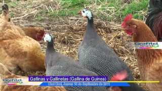 Gallineta o Gallina de Guinea [upl. by Sublett275]