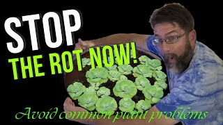 Mastering Dwarf Water Lettuce Essential Tips for Thriving Floating Aquarium Plants [upl. by Eenram]