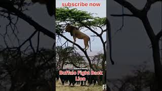 Buffalo Fight Back Lion🦁🦁। shorts buffalo lion wildlife । [upl. by Ahsienor]