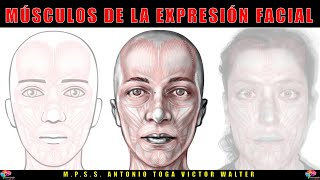 Nervio facial y músculos de la expresión facial [upl. by Frayne264]