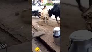 pagla goru🐄 angry bull।। shorts fyp viral youtubeshorts shortvideo gurutiktok cow guru গরু [upl. by Ettenoj]