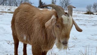 Kiko or Boer meat goats… Sharing preferences from Minnesota [upl. by Lemuelah]