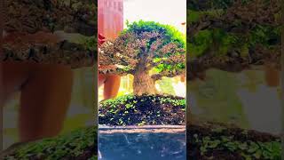 You Won’t Believe How Easy It Is to Create This Bonsai bonsai [upl. by Alfredo99]