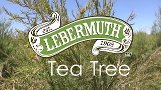 Tea Tree Essential Oil Benefits amp Uses  Young Living Essential Oils [upl. by Loux]