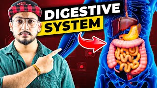 How Digestive System Works 3D Animation [upl. by Elay]