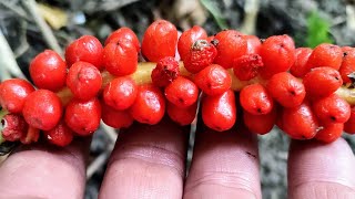 Dont eat the Toxic Lords and Ladies Arum maculatum Fruit [upl. by Ahcurb344]