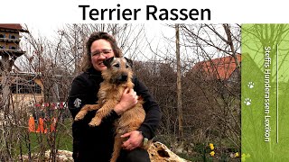 Steffis Hunderassen Lexikon ➡️ Terrier Rassen ➡️ Die Hunderasse Terrier ✔️ [upl. by Ahtram]