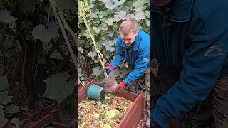 Zakotwiczenie tyczek a korzenie pomidorów Anchoring stakes and rooting tomatoes in pots [upl. by Astiram]